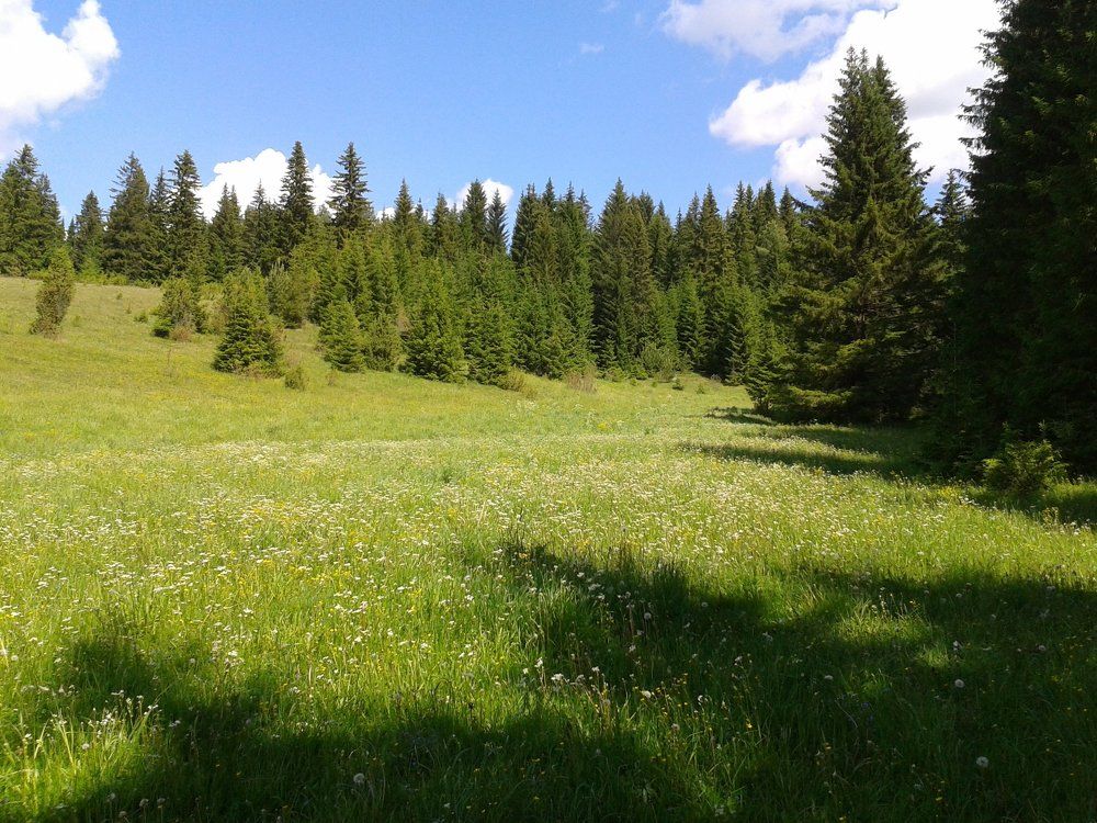 In the meadow