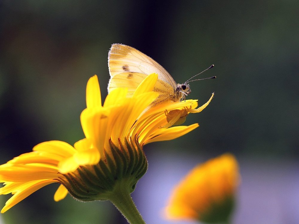 О, иди в мои объятья !