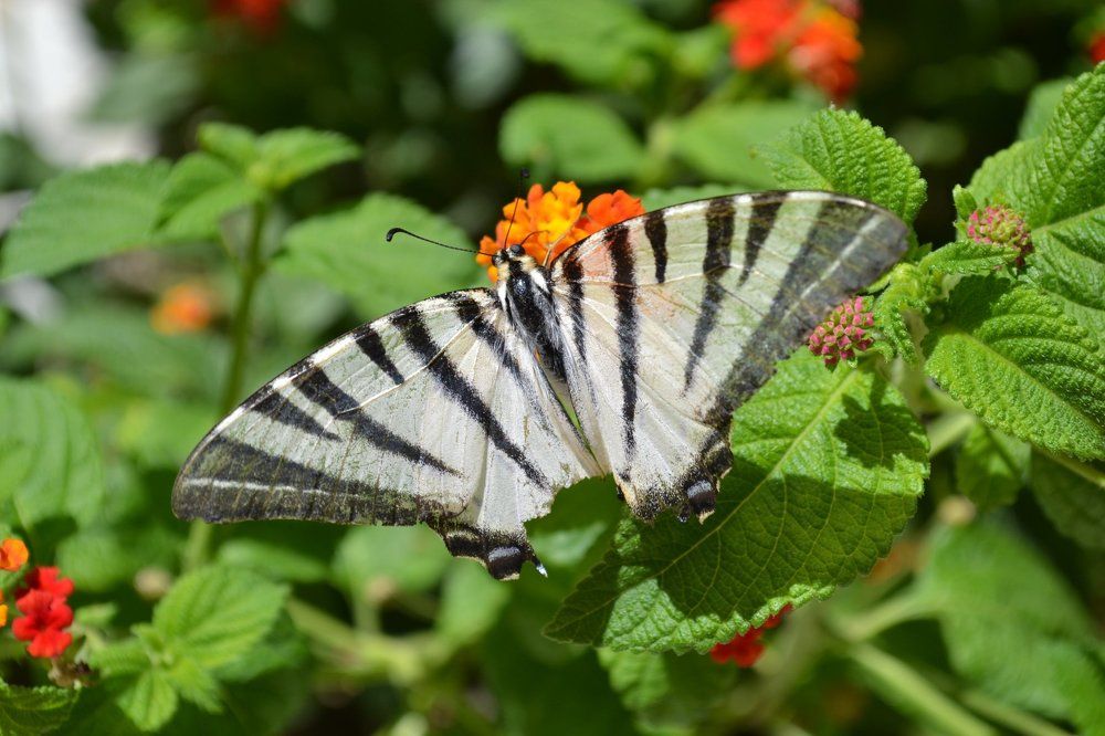 Дело рук человеческих!