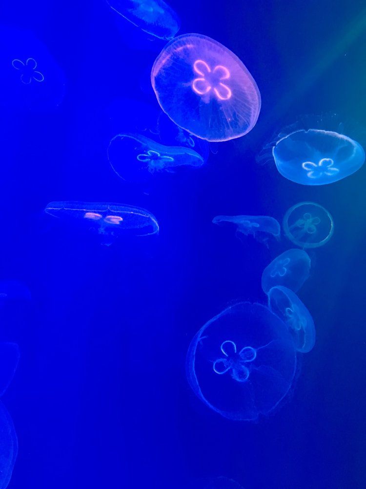 Подводный мир