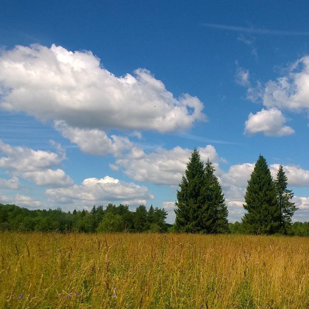 Красота спасет мир