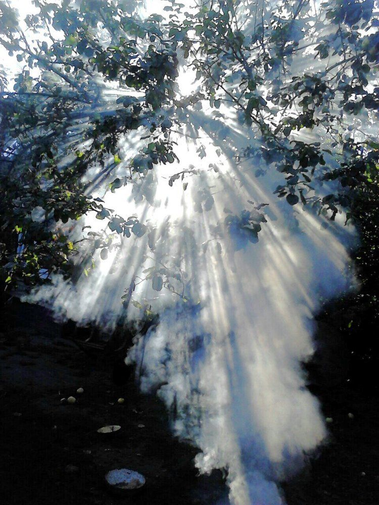 Apple tree in the smoke