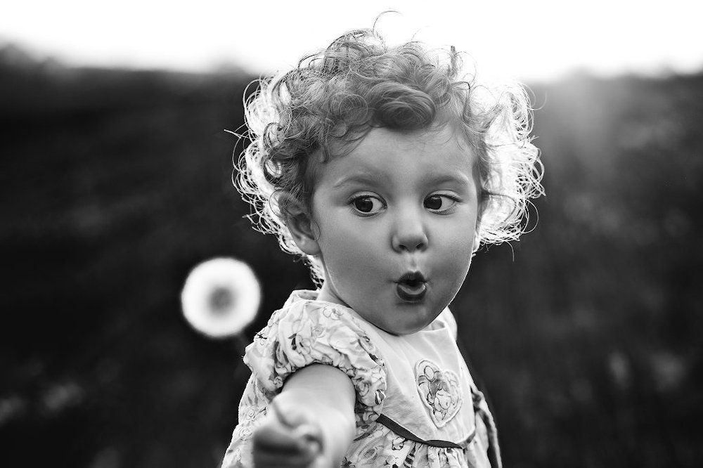 Одуванчики