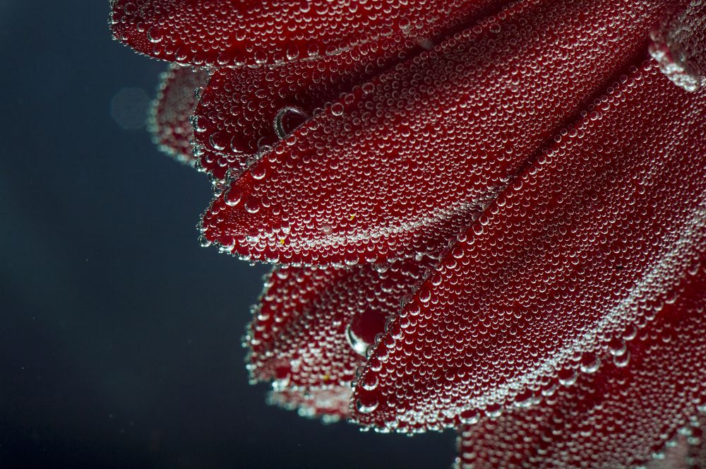 Лепестки под водой
