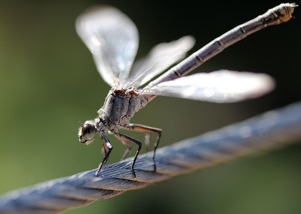 Photograph by Bachana Turava