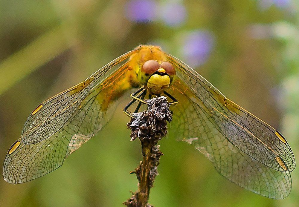 Photograph by Елена Вторушина