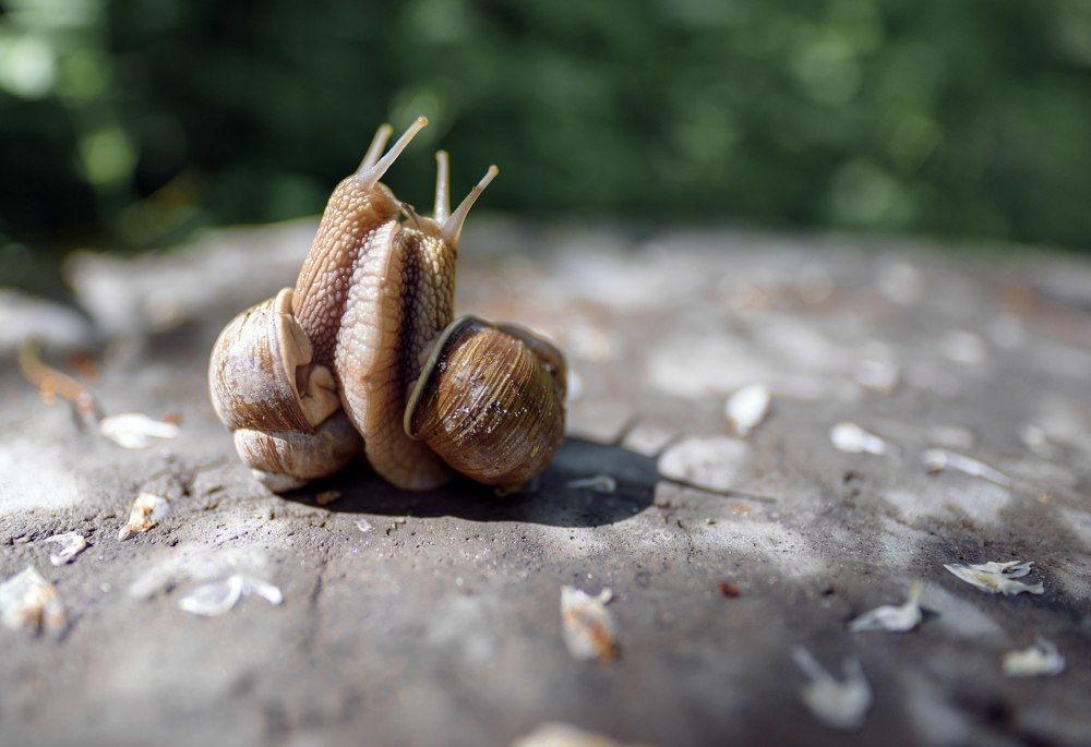 Любовь в исполнении улиток
