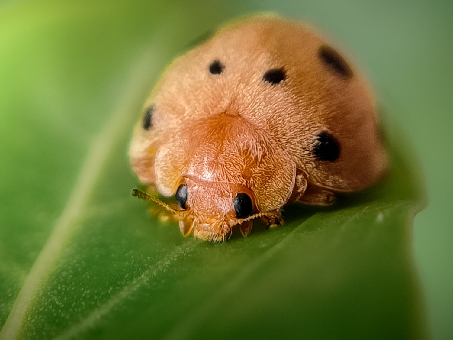 A ladybug