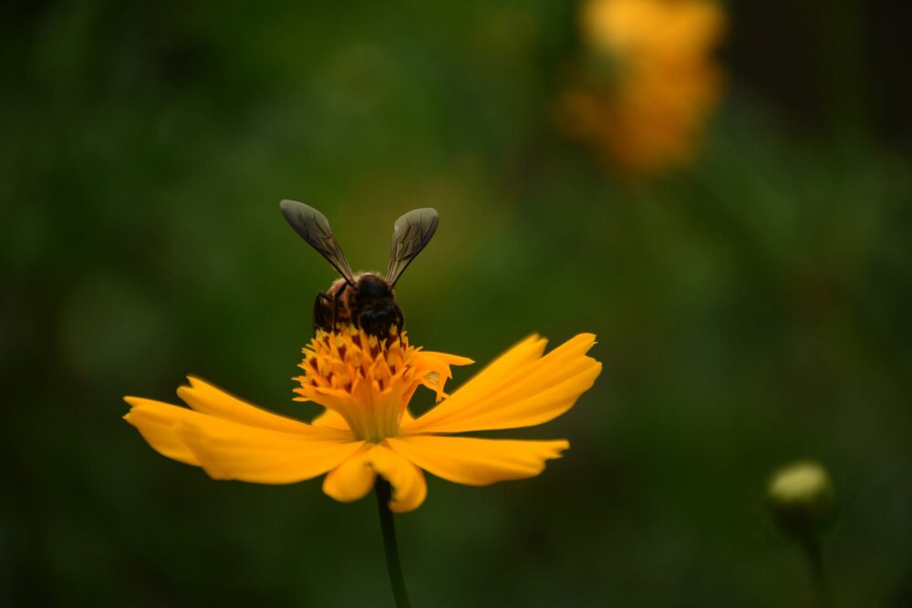 Photograph by DEBASISH SEN