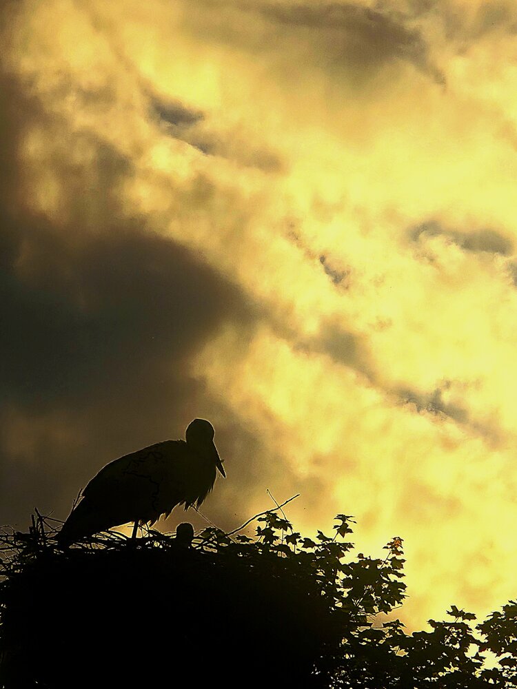 Photograph by Светлана Кустова