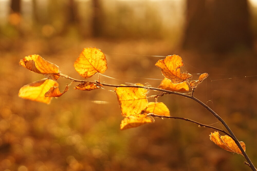 Photograph by Галина Кан