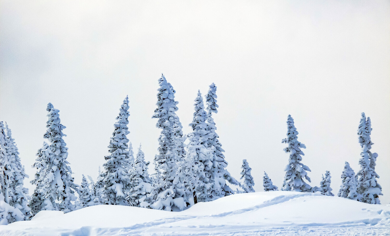Photo #13800436