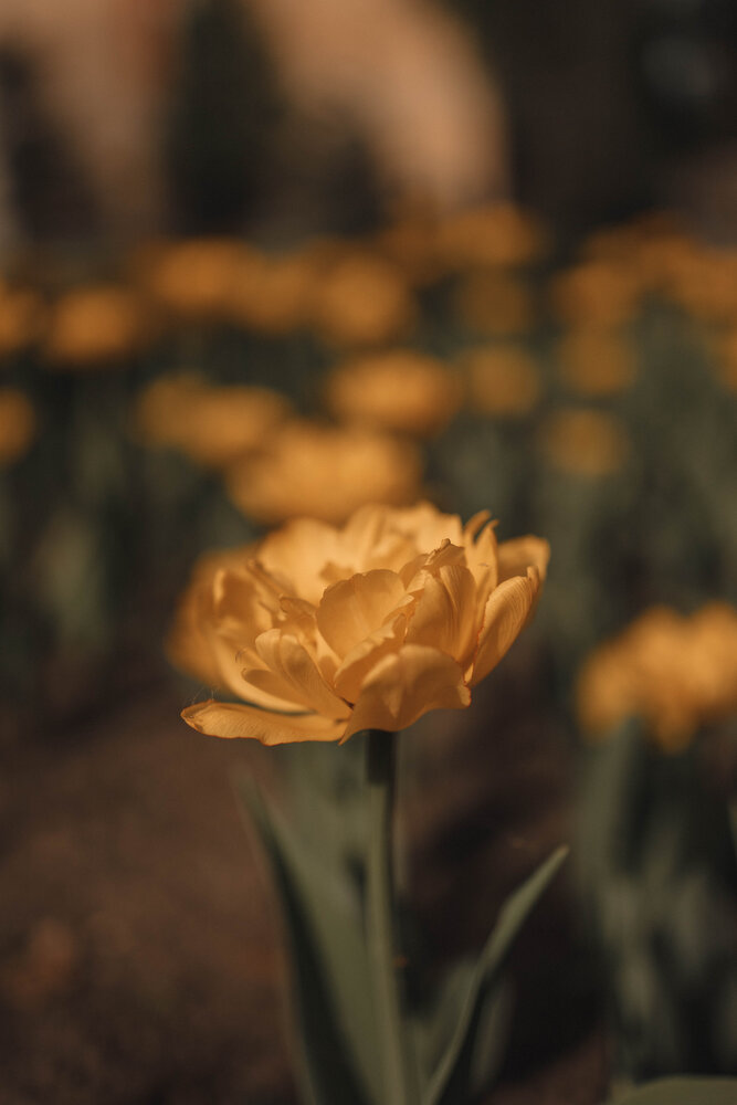 Photograph by Бальзирова Наталья