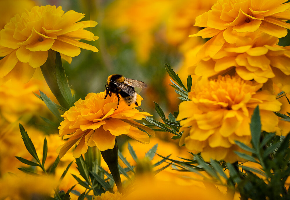 Photograph by Елена Григорович