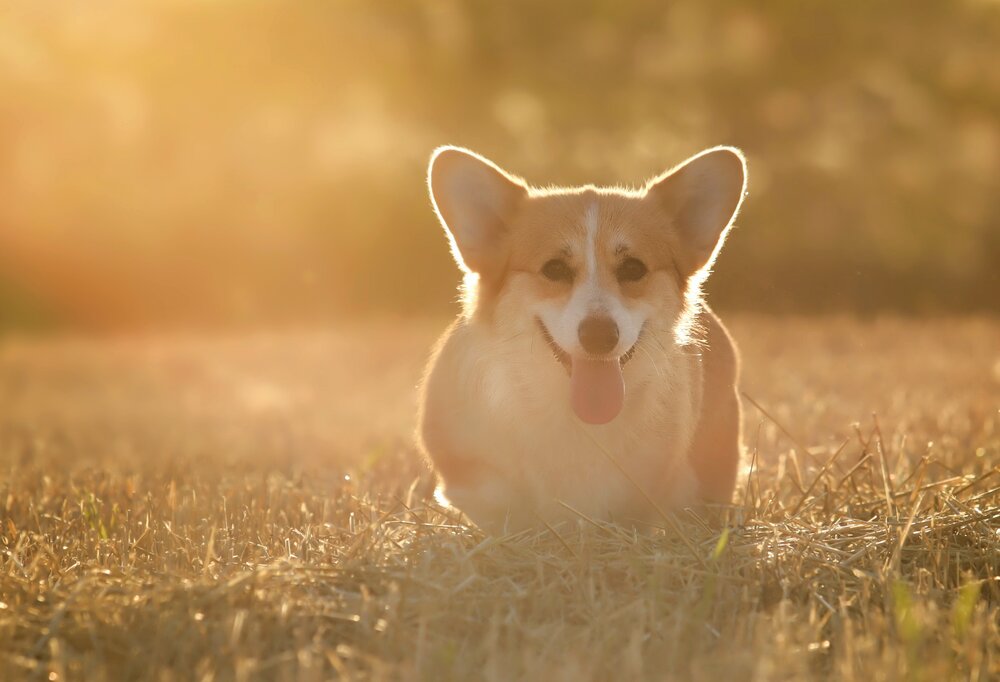 Photograph by 