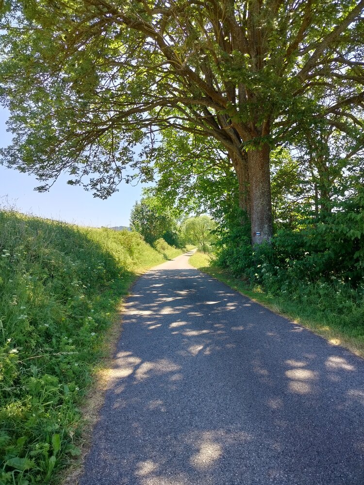 Country Road Under Old Tree in Village