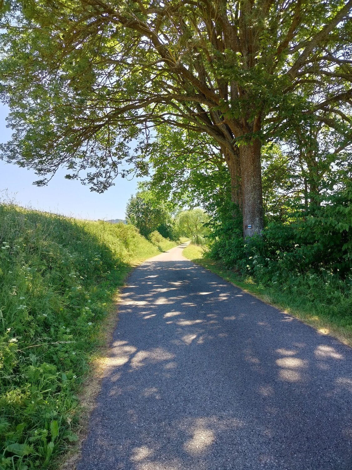 Country Road Under Old Tree in Village