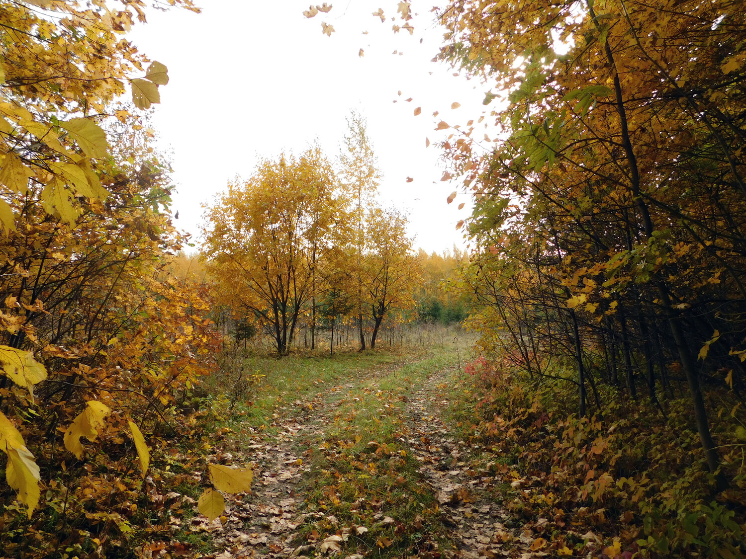 Photo #13801002