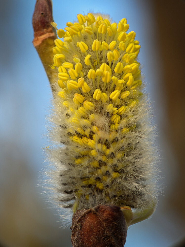 Photograph by Alexandr Gorelenkov