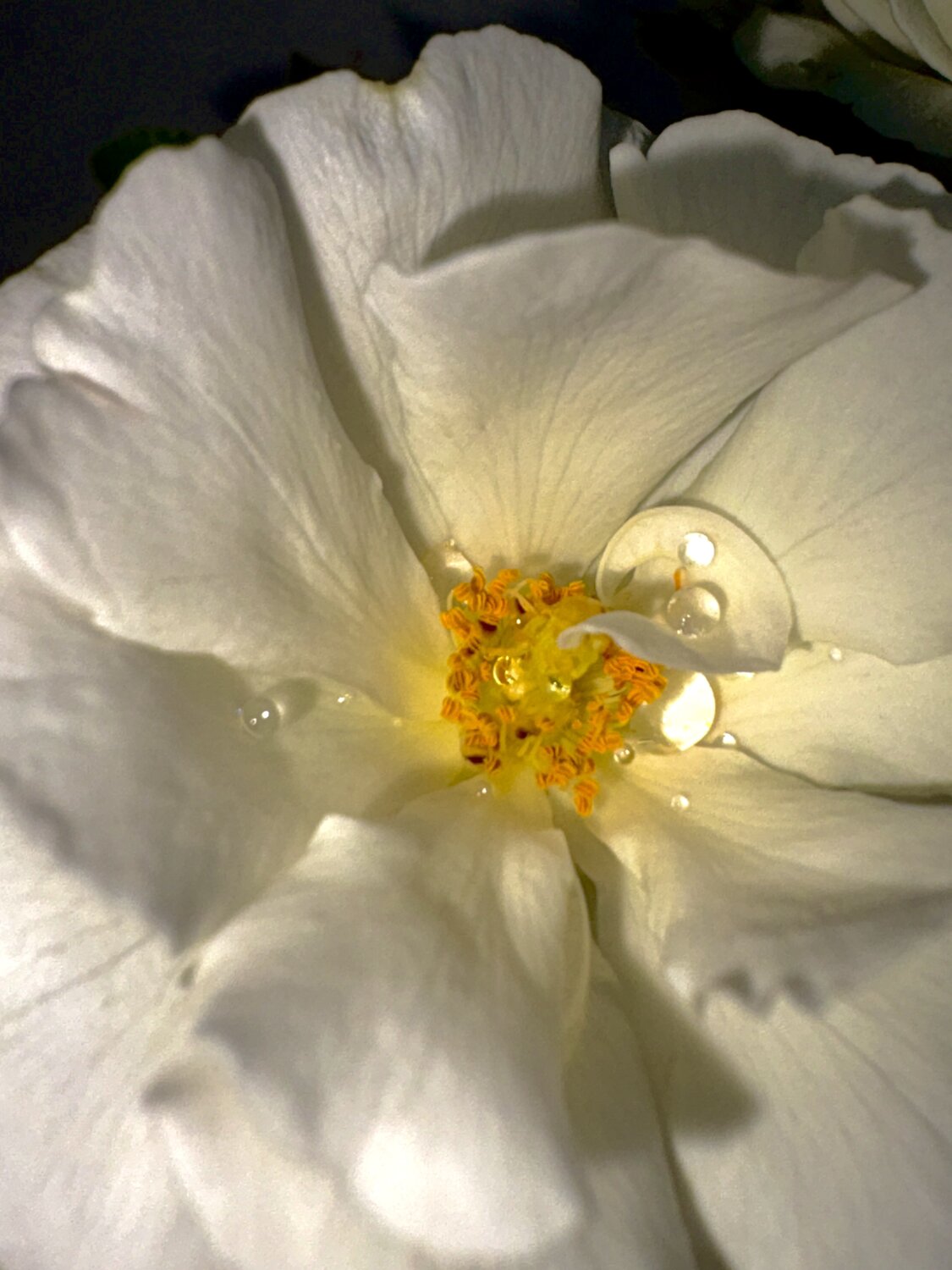 Grace in bloom