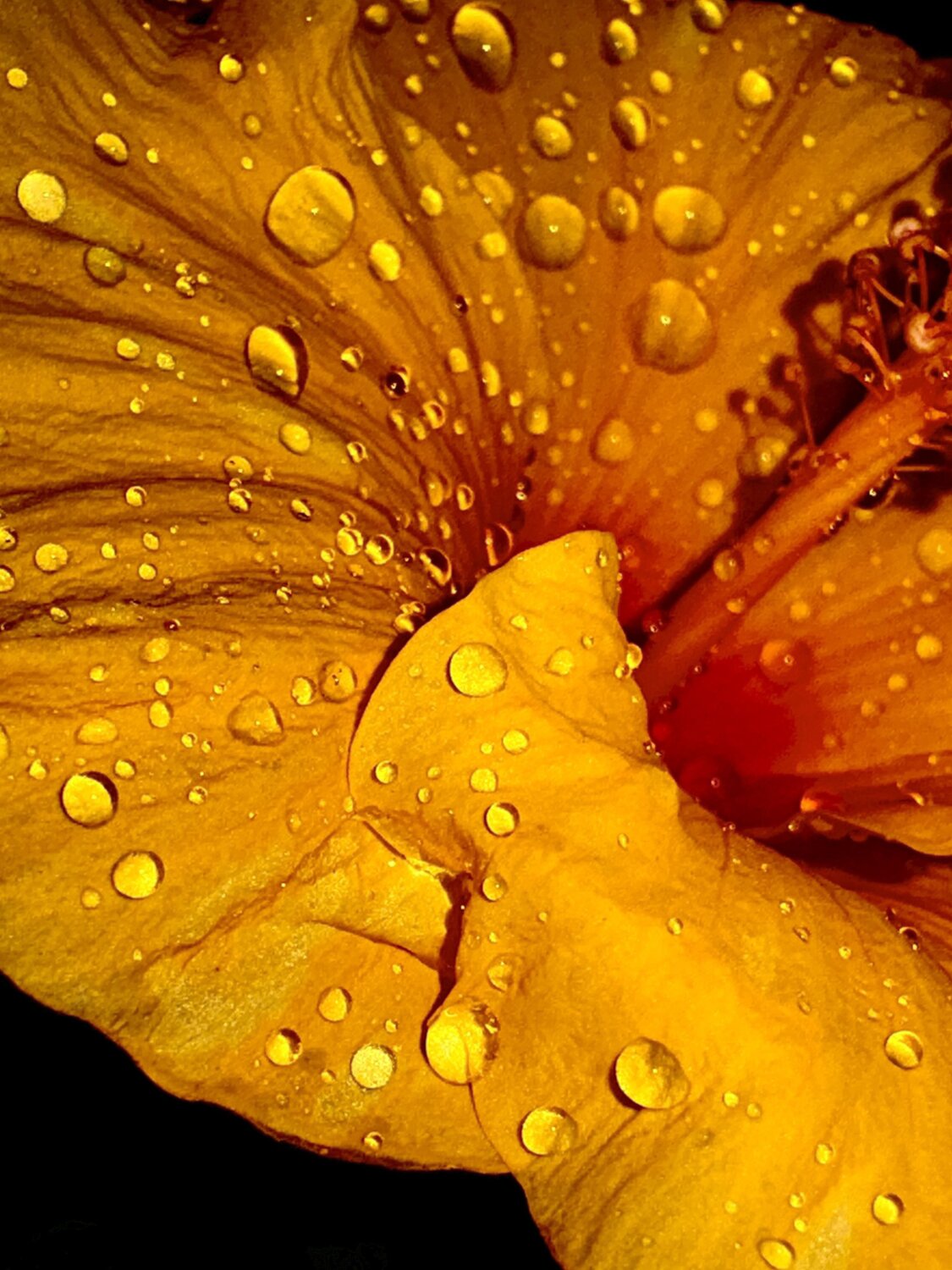 Nature’s liquid pearls on vibrant yellow