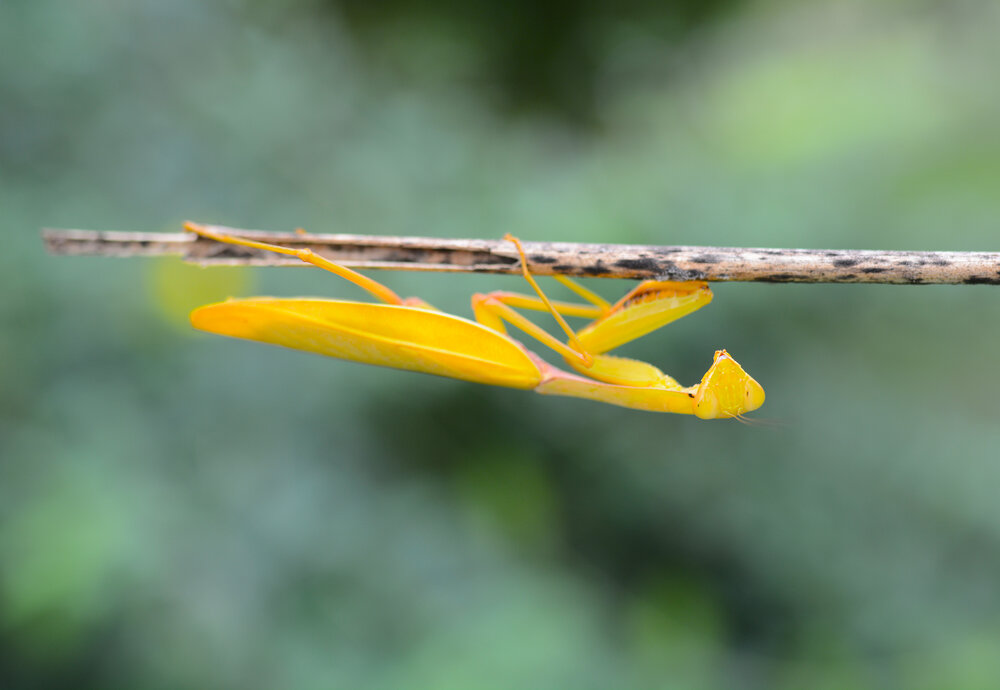 Photograph by Gurdina Lena