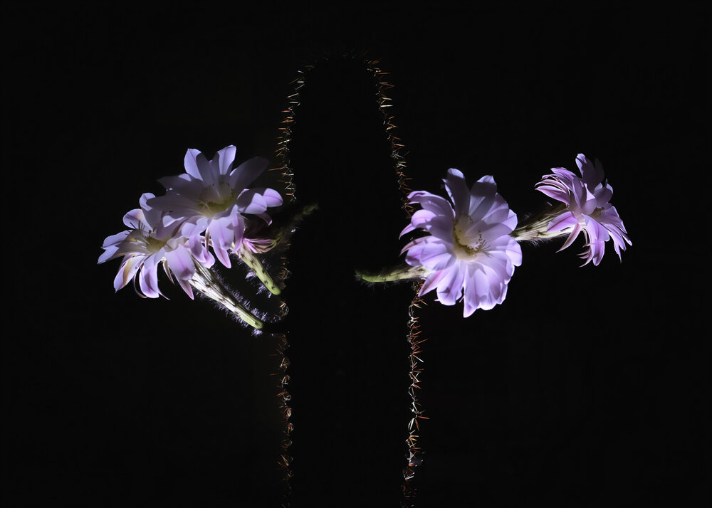 Photograph by Екатерина Каптелина