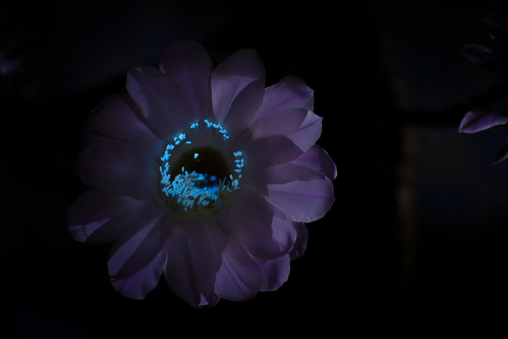 Echinopsis в ультрафиолете