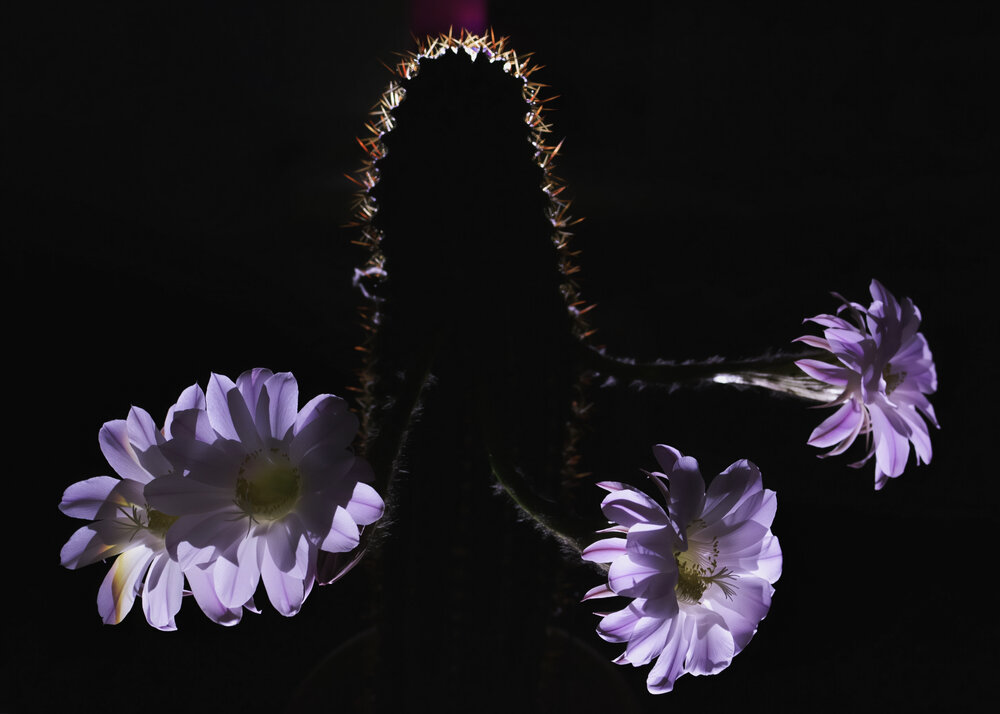 Photograph by Екатерина Каптелина