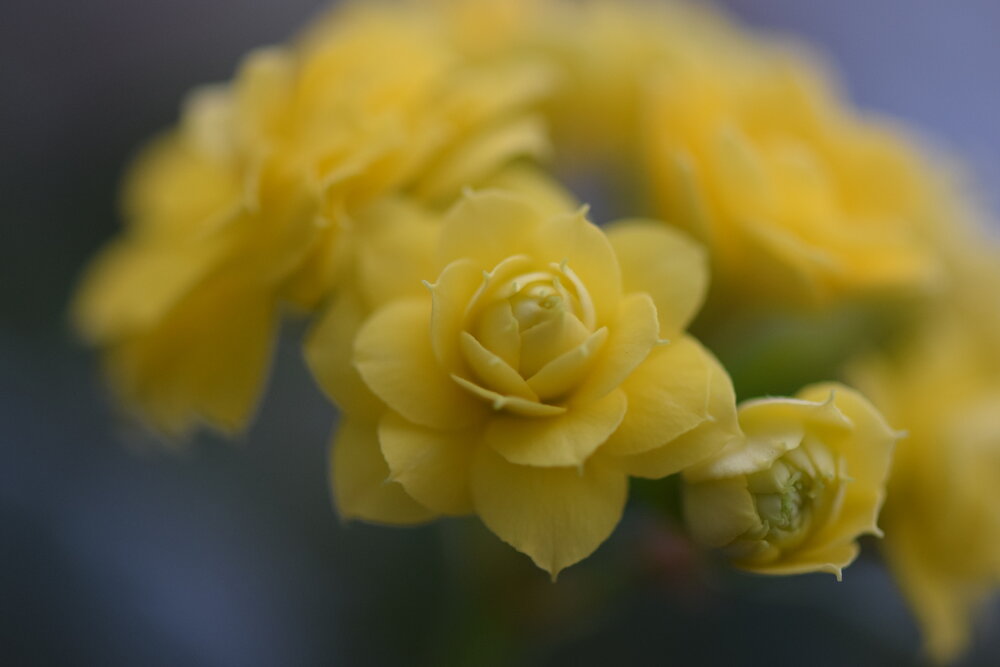 Photograph by Инна Голубева