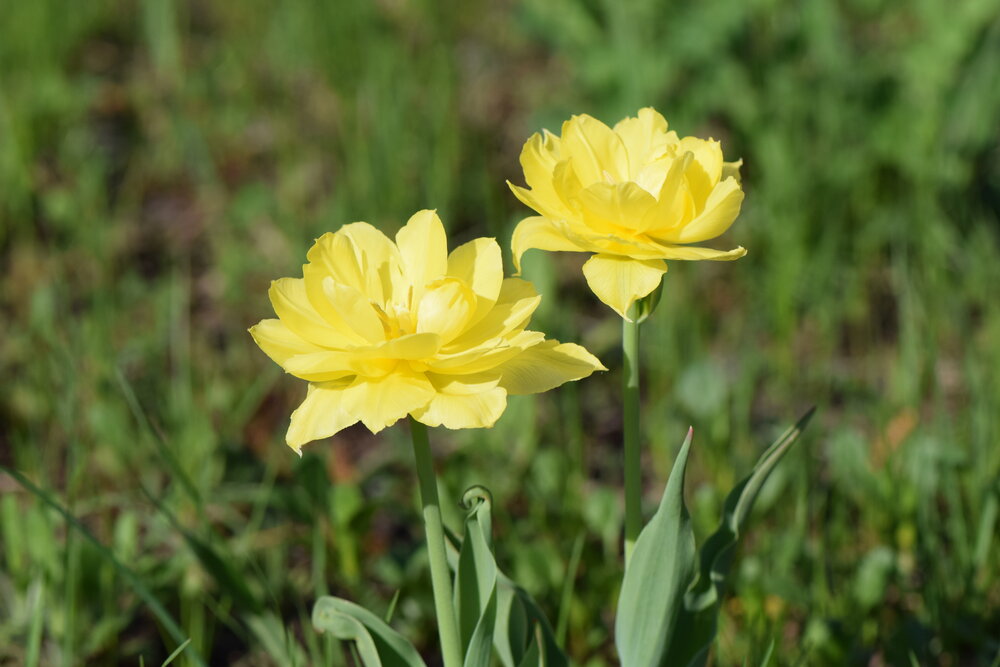 Photograph by Инна Голубева