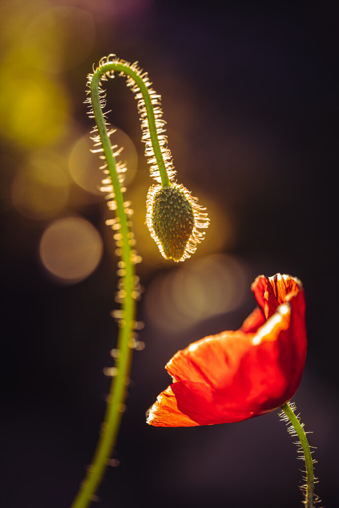 Photograph by Николай Захаров