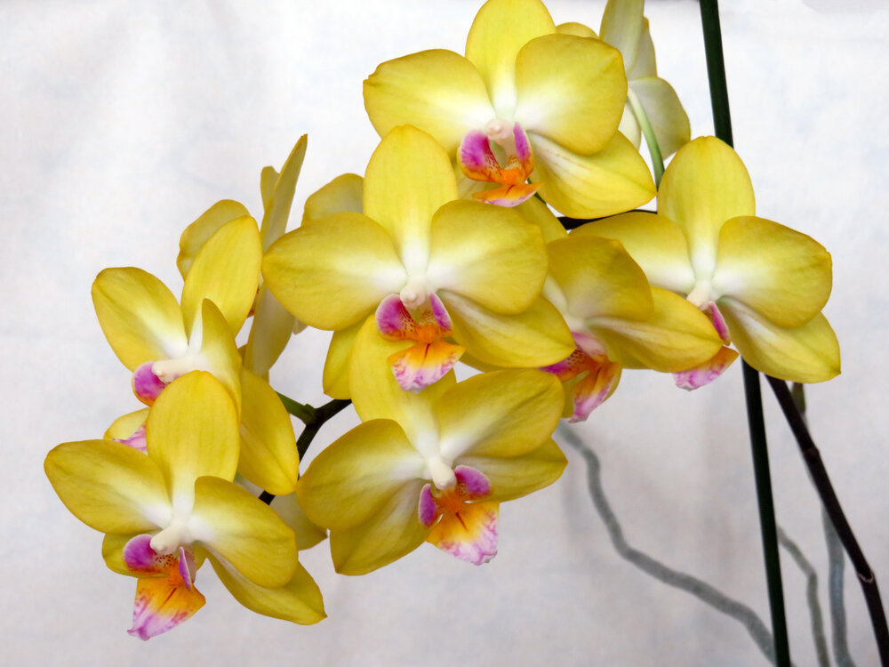 Yellow orchid