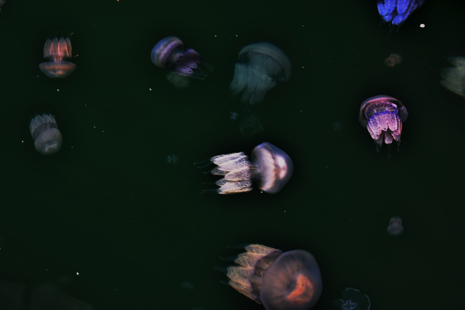 Photo #13801507