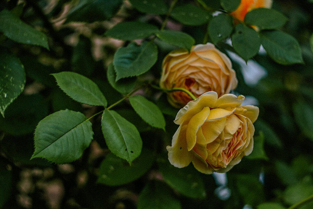 Photograph by Елена Квасова