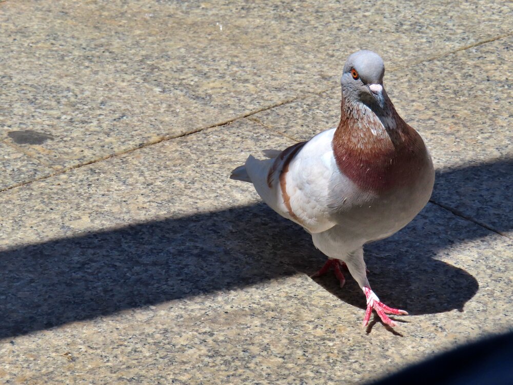 Pigeon\\\'s walk