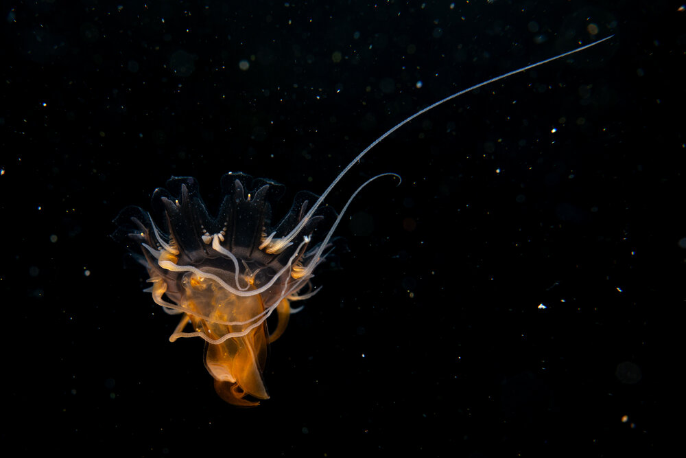 Photograph by Екатерина Рассулова