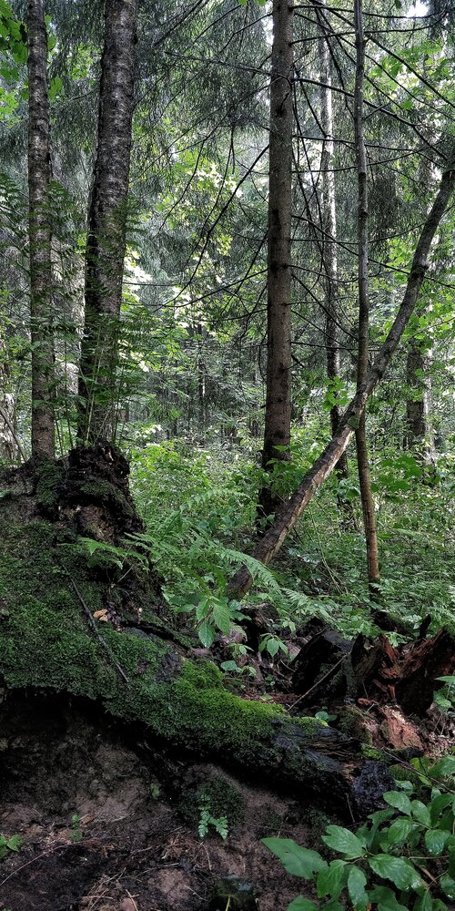 Photograph by Светлана Васильева
