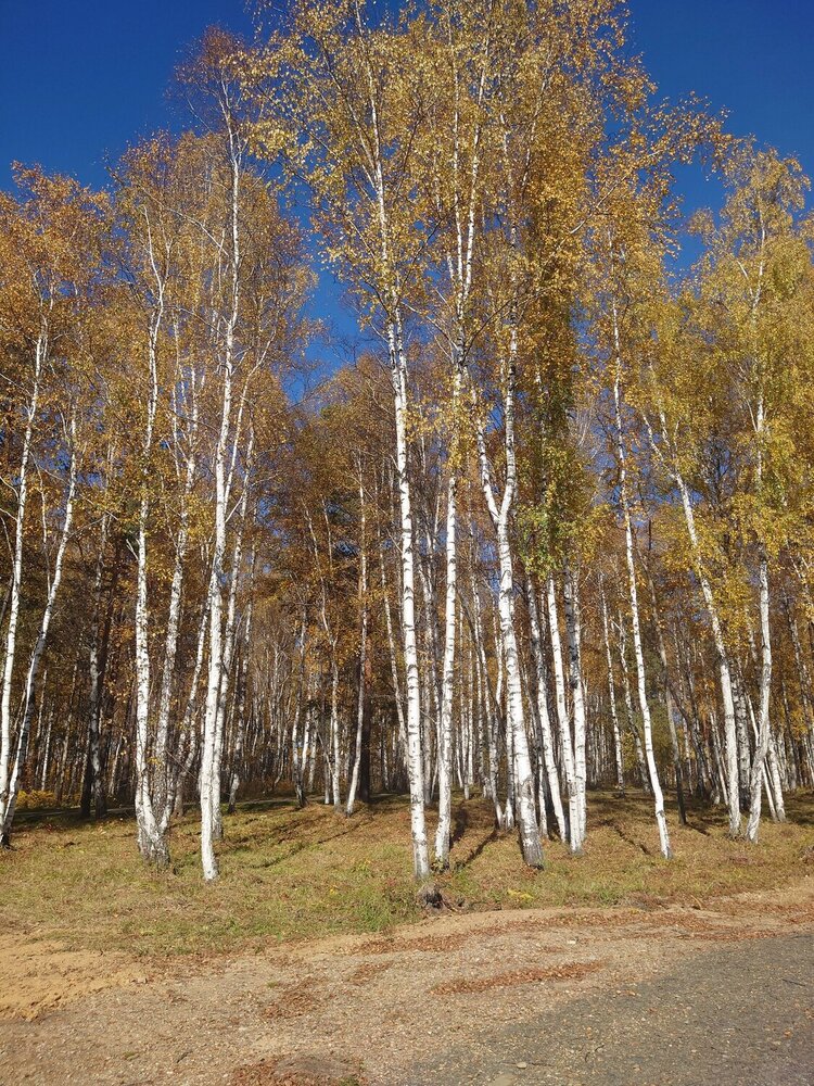 Photograph by Алексей Карчевский