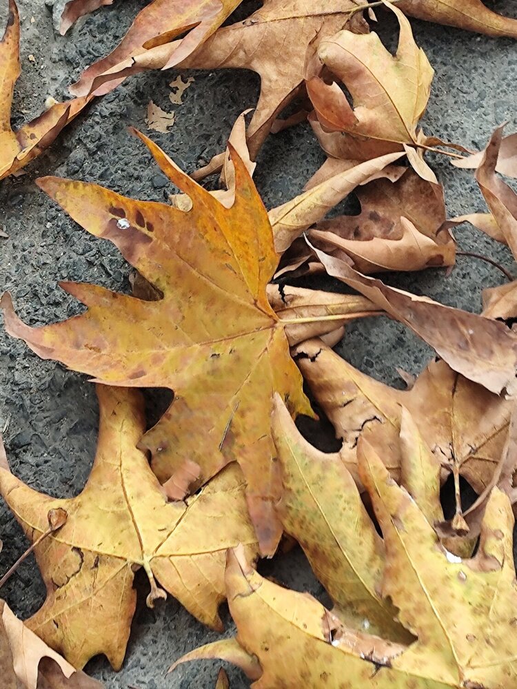 Photograph by Rehana Bhat