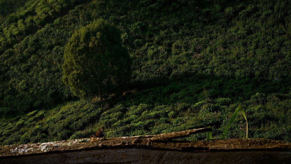 Photograph by rezar