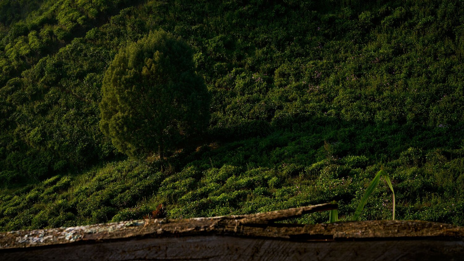 Photo #13802658