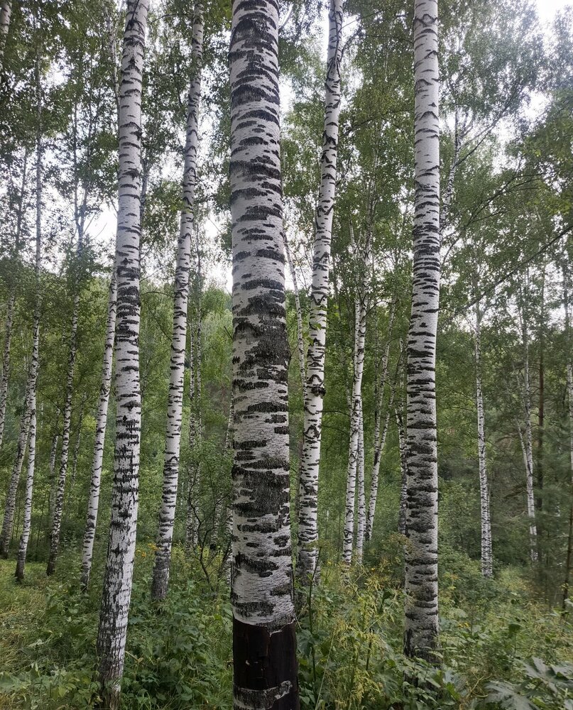 Фотография автора Ольга Петрова