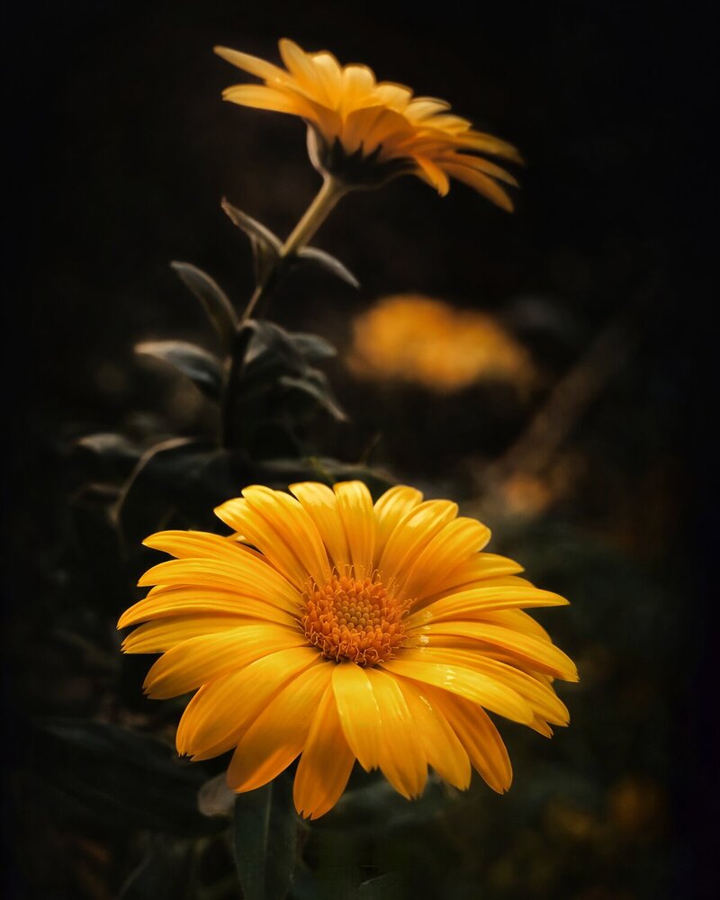 Photograph by Tandon Nitish