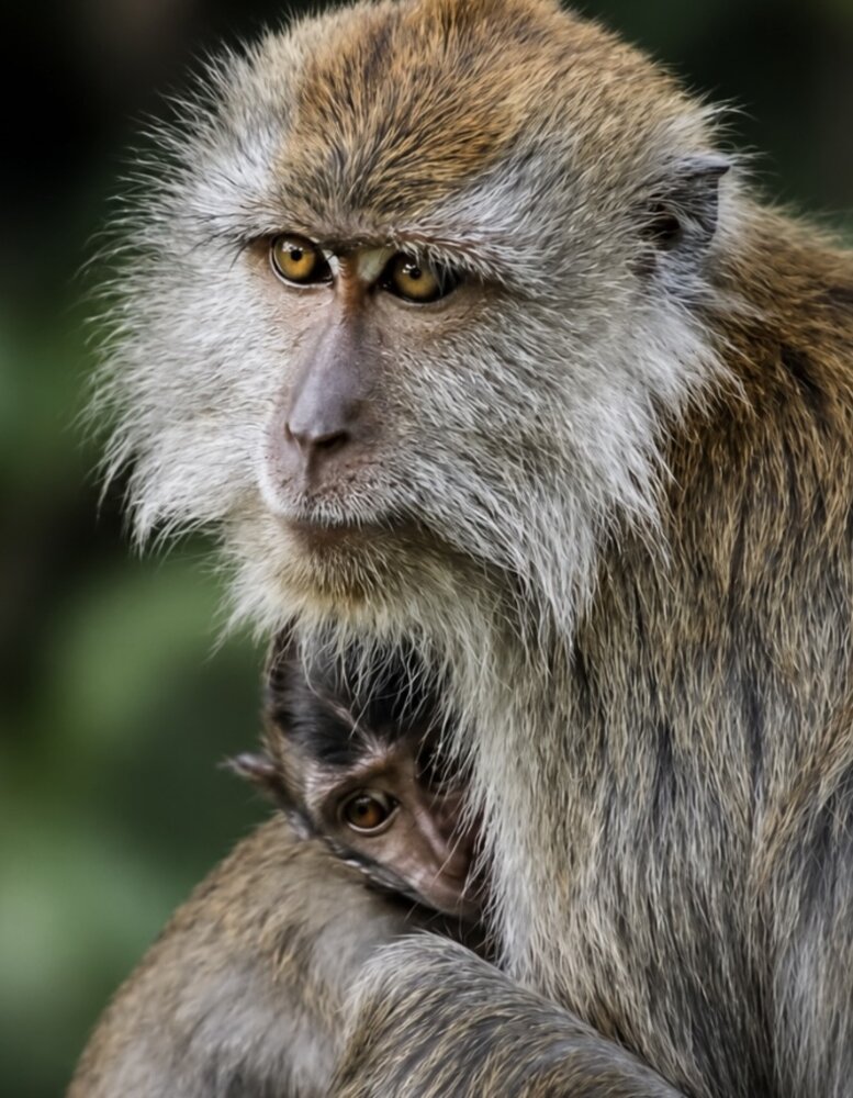 Photograph by GUHAPRIYEI