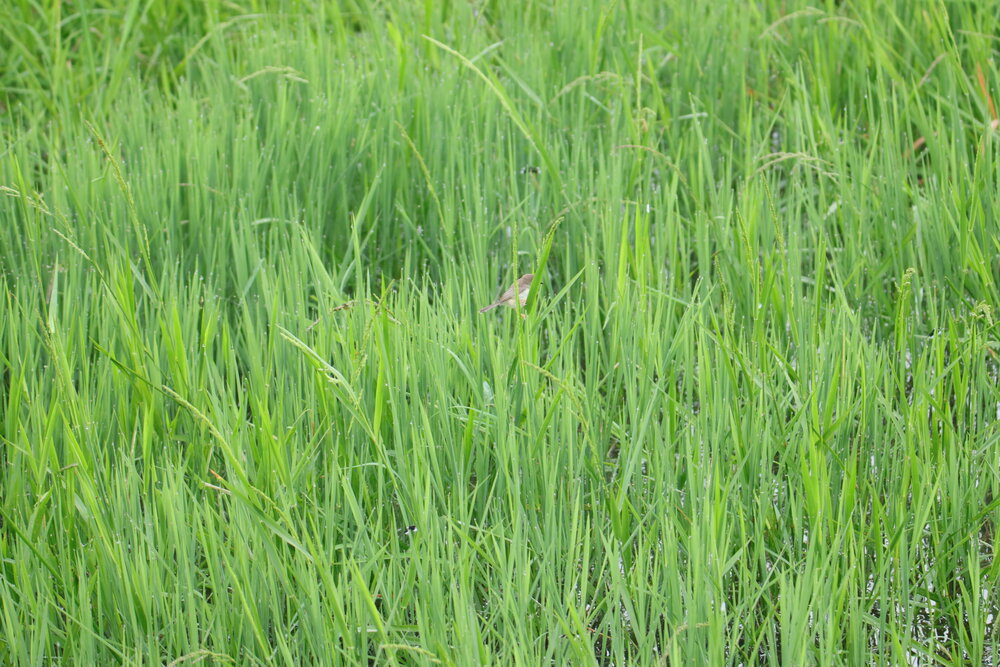 Tiny bird on the paddy field