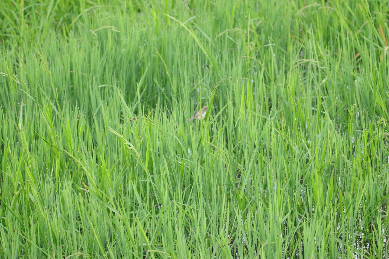 Tiny bird on the paddy field