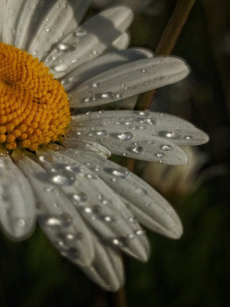 Photograph by Яна Сальникова