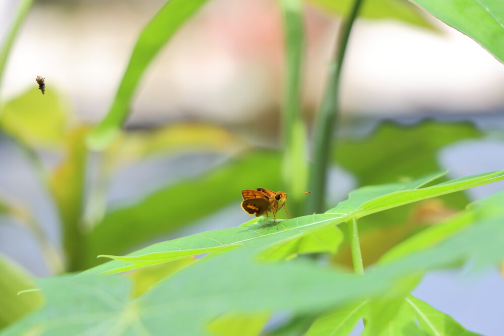 Small butterfly on the leaf