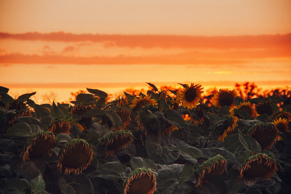 Photograph by Юлия Сысоева